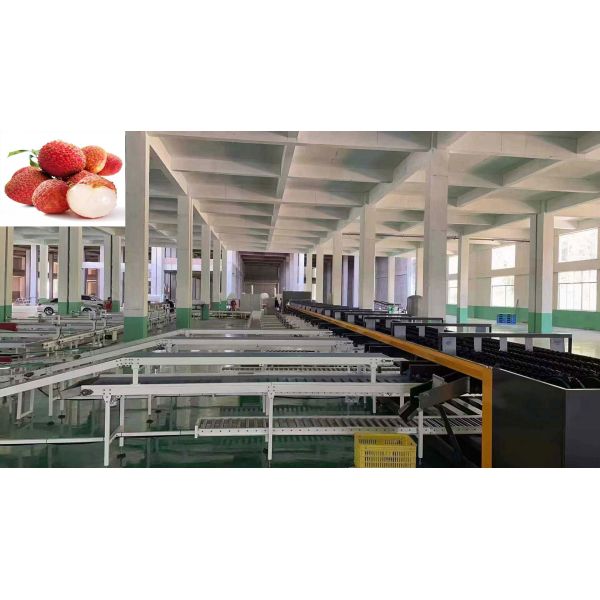 Large Output Litchi Fruit Grader Machine High Precision 4 Channel Intelligent