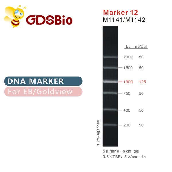 Escada M1141 do ADN do marcador 12 (50μg) /M1142 (5×50μg)