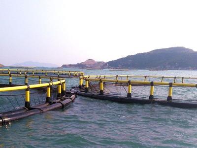 HDPE tubo y Nfw sistema de cultivo de jaula de océano eficaz jaula de peces del mar