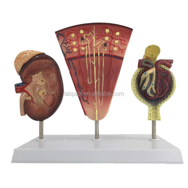 Human Urinary System Model for Teaching Detailed Kidney Nephron and Glomerulus Anatomy