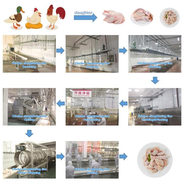 Professional Broiler Poultry Abattoir Equipment Customized Quail Slaughter Machine