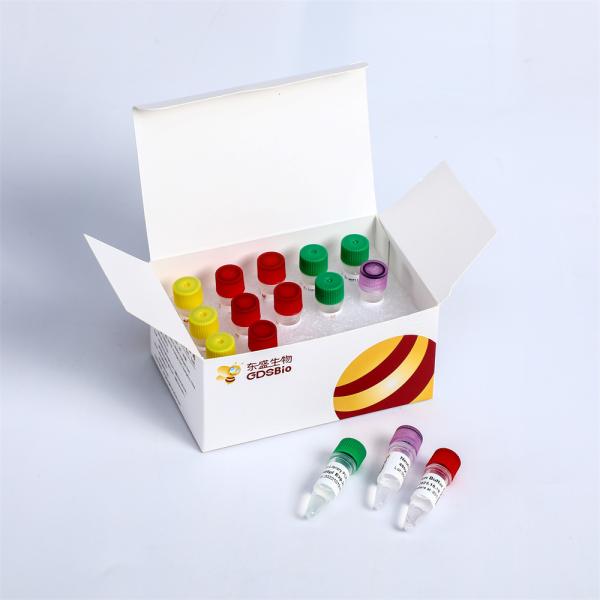 96 rxns Fast DNA Library Prep Kit K004-B Good Amplification Capability