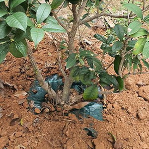 Drip Water Bag Garden Drip Bag Release Watering Bag Watering Irrigation Bag Gardening Planting Bag Drip Irrigation Bag Hydration Drip Irrigation Bag Bladder Pillow Water Tank Agriculture Irrigation