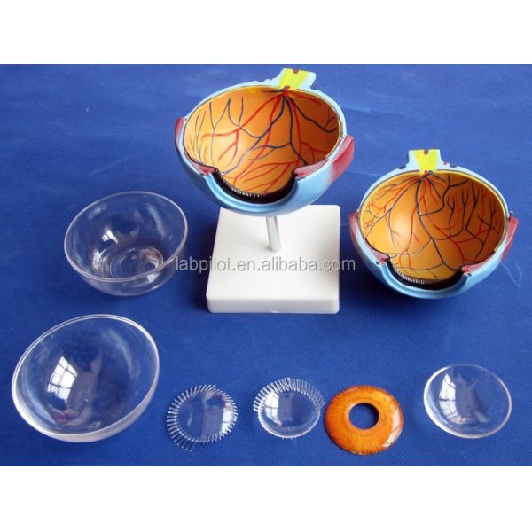 8 Parts Detachable Giant Eye Anatomical Model Perfect for Medical Study and Education