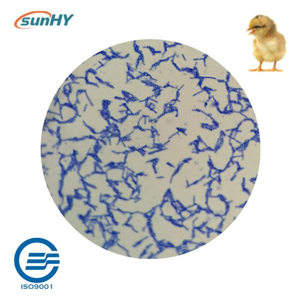 Sunhy Water Soluble Probiotics For Poultry ISO Certified