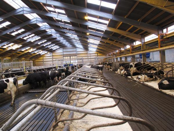 Customized Steel Structure Cow Farm Building for Livestock House Management