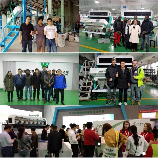 Precisão de aperfeiçoamento da rampa 99,9% do classificador 1 da cor da semente da grão