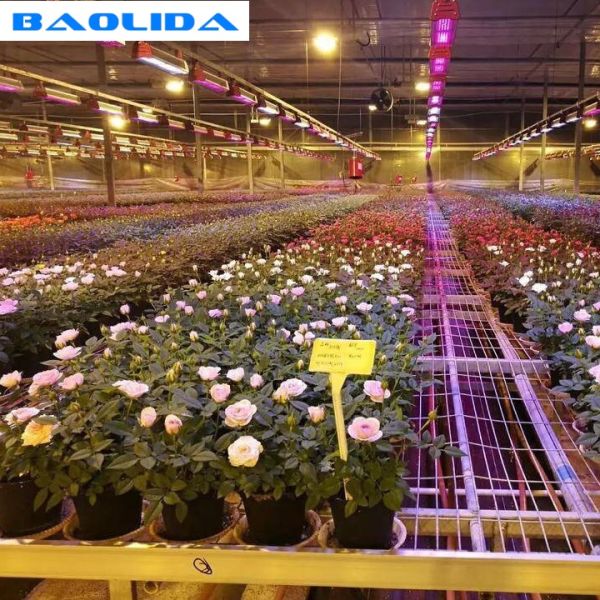 Обрабатывать землю Суды завальцовки парника/передвижные коммерчески таблицы парника