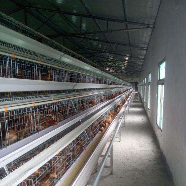 90 pássaros um a camada do quadro prendem o equipamento das galinhas poedeiras das aves domésticas da galinha