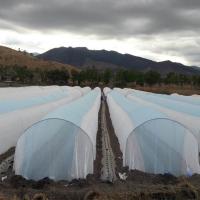 Padrão tingido Agricultura Capa não tecida Virgin Spnbond Macro Túnel Largura 6,4 m
