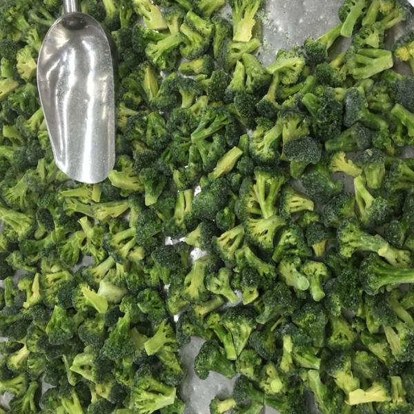 Premium IQF Frozen Vegetables / Green Broccoli Safe And Healthy Food