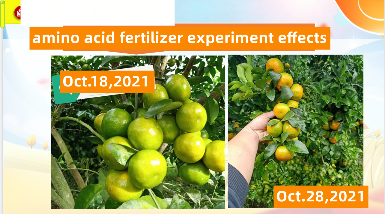 Amino Acid Chelate Microelement Liquid Fertilizer Include CuFeZnMnBMo Trace Element