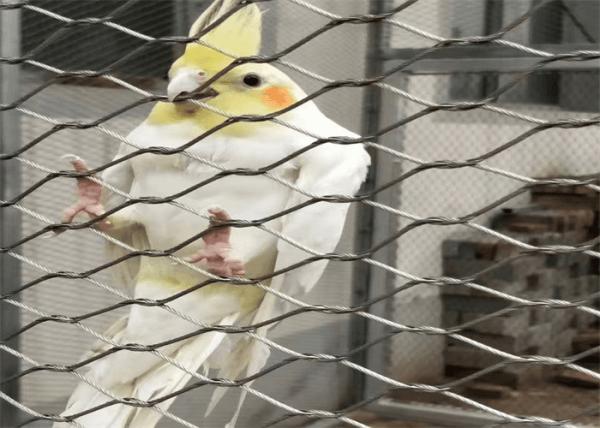 Alaska 304 Stainless Steel Aviary Mesh Metal Rope Mesh Rustproof High Durability