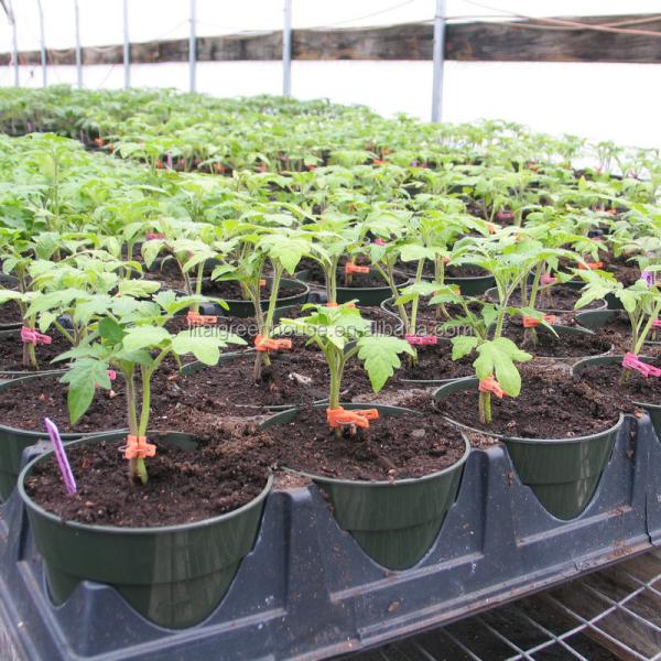 Seção 4m-5m Estufas A solução definitiva para o cultivo comercial sem solo