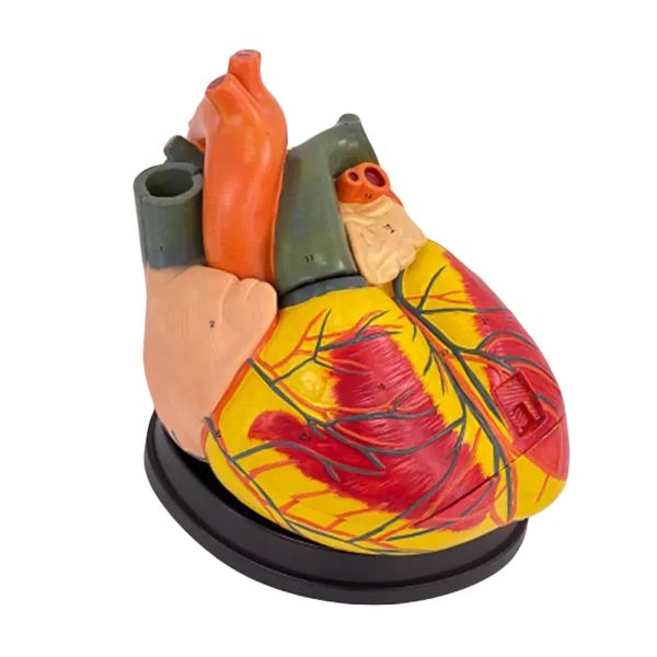 Human Biological Teaching Model Advanced Jumbo Heart for Medical Science Education