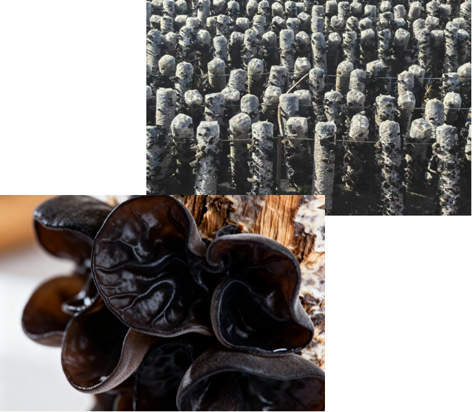 Organic Black Wood Ear Mushroom (180g)