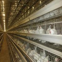 Um tipo fio Q235 de aço galvanizado quente do sistema da gaiola da galinha da camada da bateria das aves domésticas