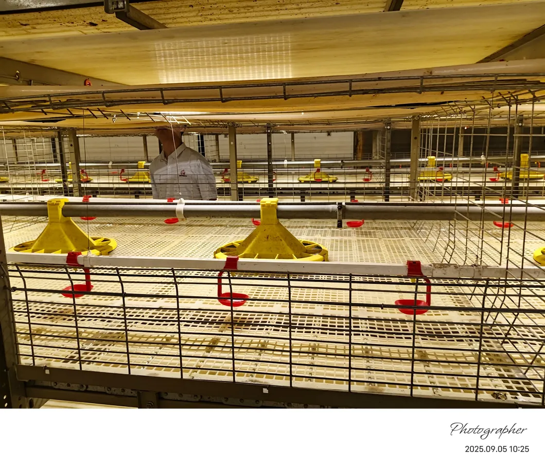 Automatic Poultry Farm Chicken Broiler Cage for Poultry Farming