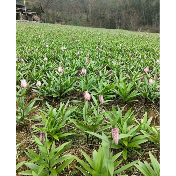 Fritillaria Médicaments à base de plantes chinoises Herbes chinoises biologiques