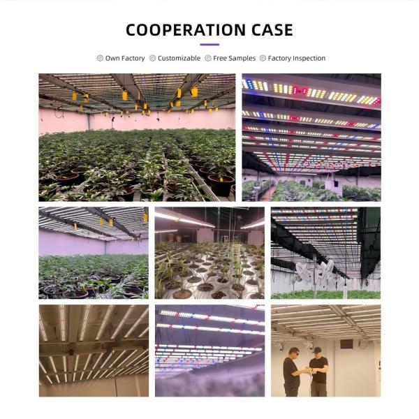 400W Cultivation LED Light Full Spectrum LED Grow Lamps For Indoor Plants