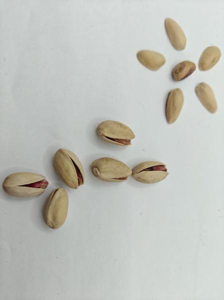 Satisfy Cravings Roasted Salt Pistachio In Shell Free Sample