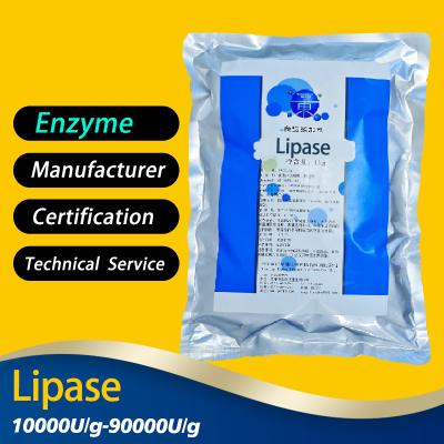 Poudre blanche claire Lipases Enzymes 10000U/G-90000U/G Lipase Enzymes digestives