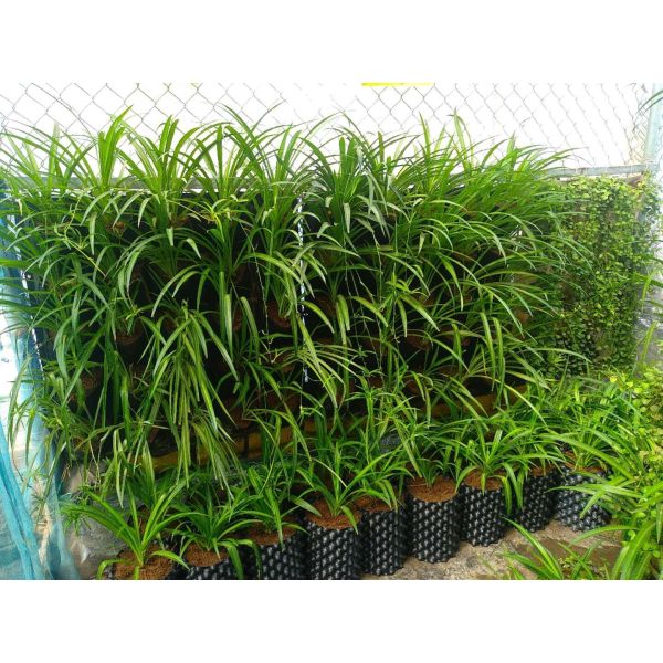 Вокруг баков воздуха 1,5 галлонов 15cm высоких прочных пластиковых 0.7mm PP проветривают подрезая баки