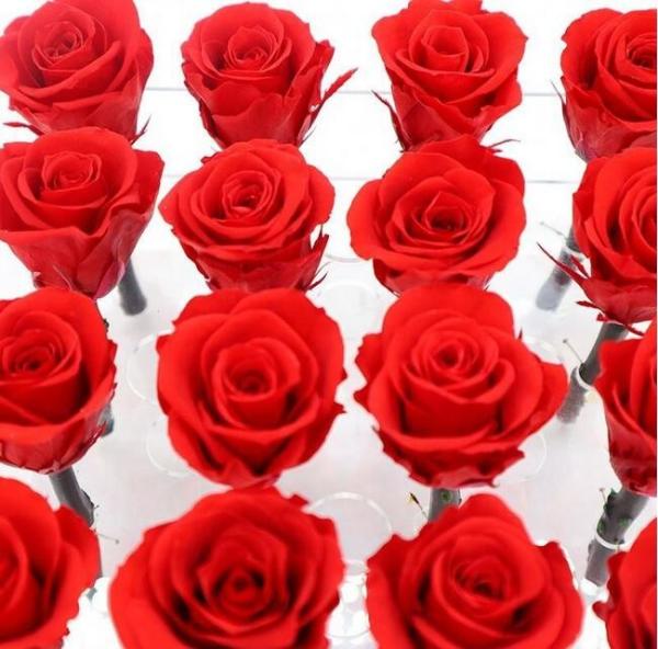Red Real Forever Rose , Real Flowers That Last Forever For Wedding Decoration