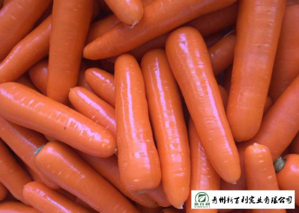 Japan Standard Fresh Organic Carrots Own Plantation Supply To Supermarket