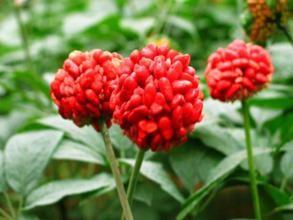 Rhodiola Rosea extract Salidroside 1%-5% herbal extract , Rosavins 2%-5%, natural ingredient for cosmetic, food, pharma