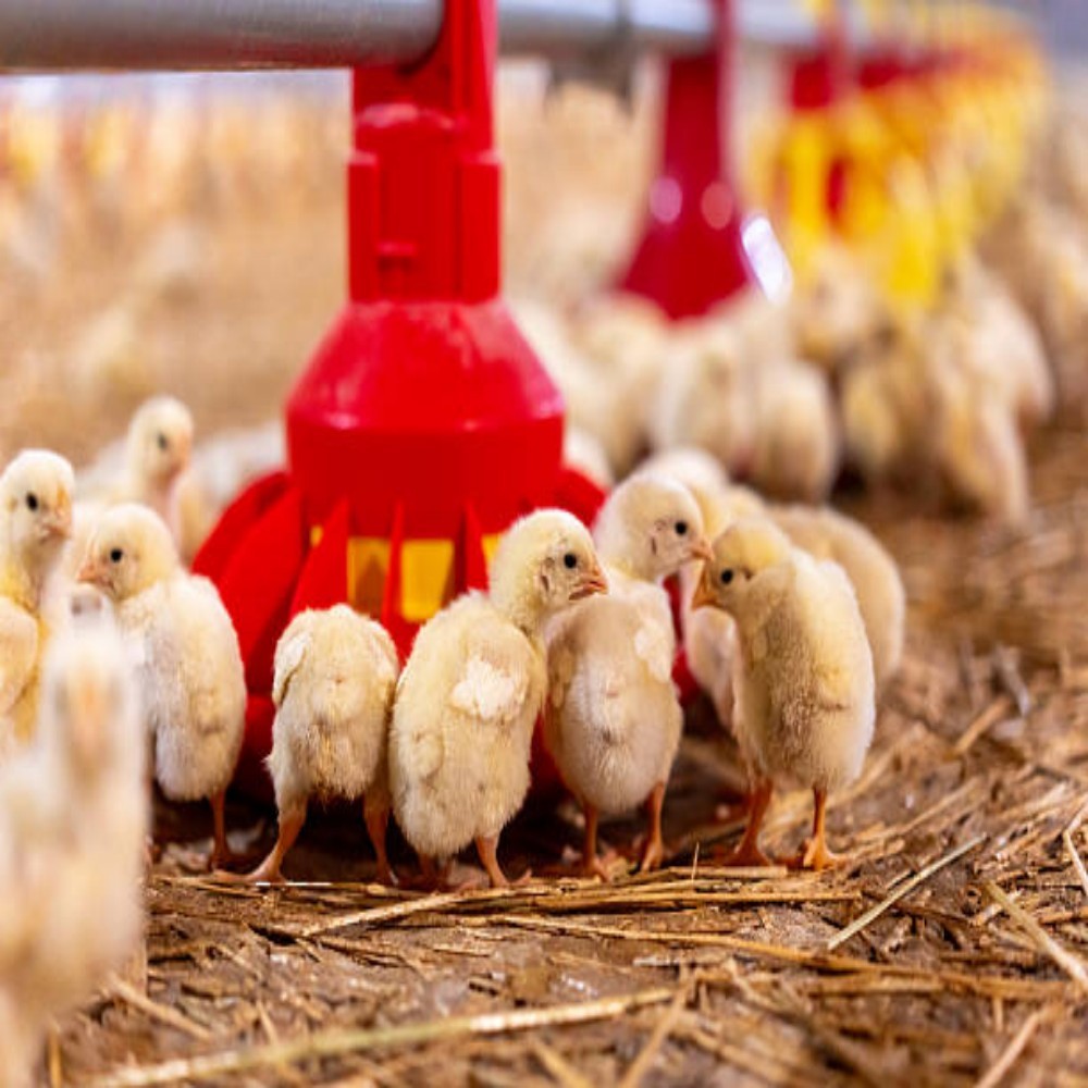 Automated Organic Waste Composting Poultry House Equipment with Aerobic Fermentation and Corrosion-resistant Design