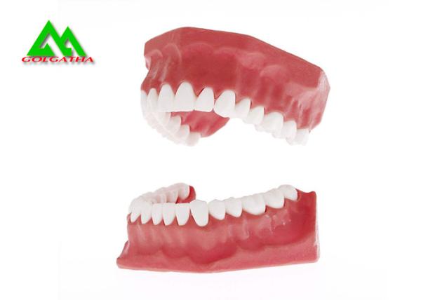 PVC Plastic Soft Gum Teeth Model , Dental Models For Teaching CE ISO