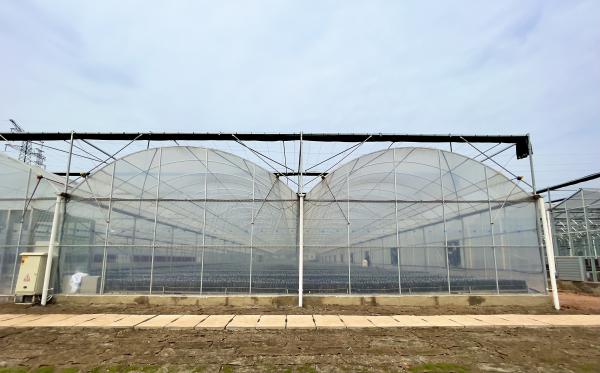 Flower Multi-tunnel Po Film Multi-span Greenhouse With Modern Automatic Control Equipment
