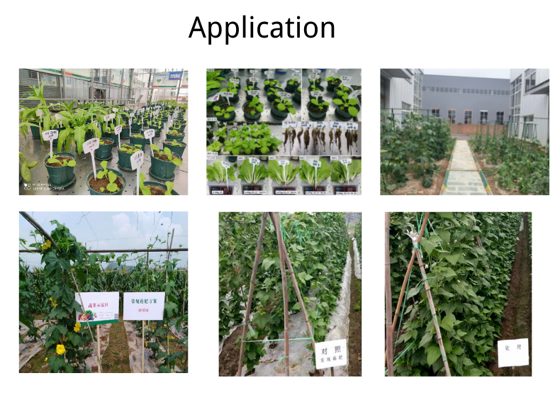 Natural Calcium Magnesium Chelated Amino Acid Liquid Fertilizer