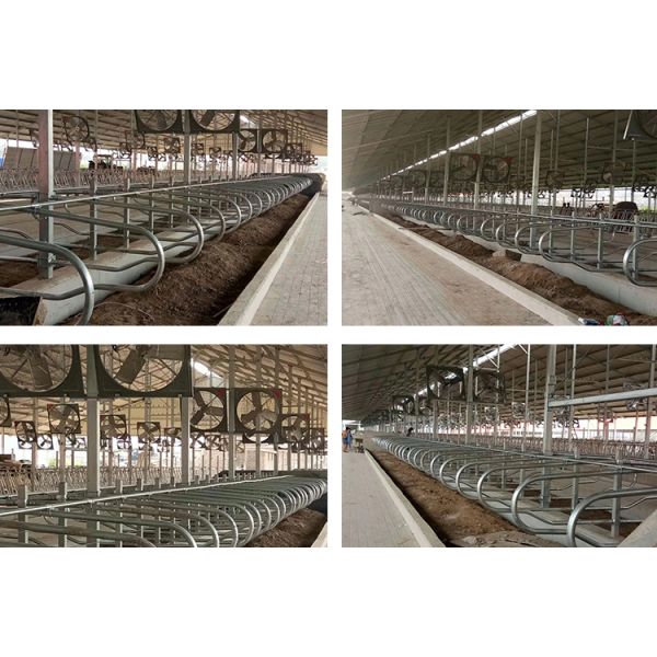 Двойник цвета мычки амбара стойла коровы длины 2.3m свободный встал на сторону