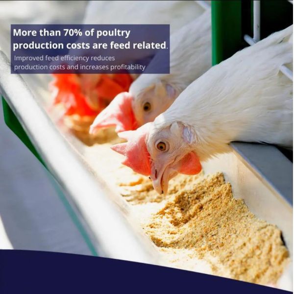 Feed Additive Sodium Humate Powder for Animals / Shrimp / Poultry / Swine