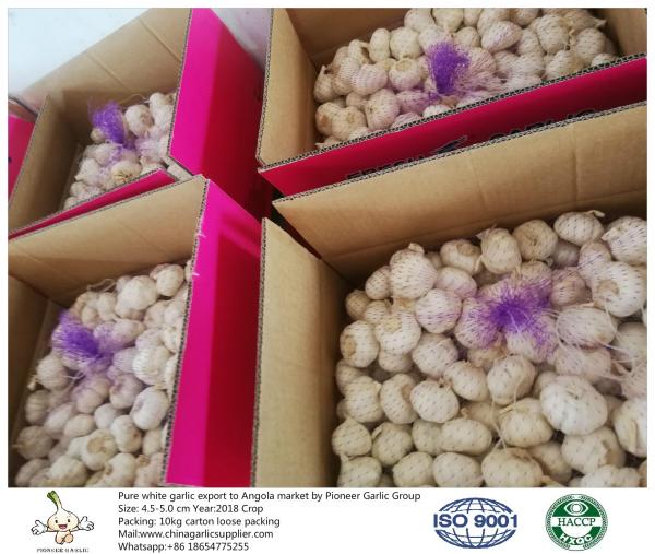 China fresh garlic export to Angola with 4.5-5.0cm 10kg loose packing carton.