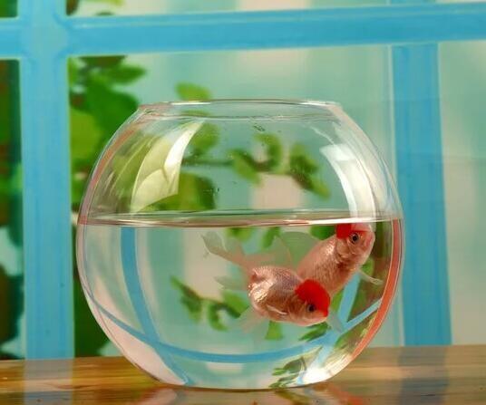 hand blow glass terrarium  fish tank decoration glass container  10cm diameter and other size