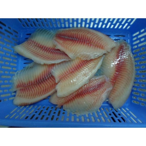 Здоровые чистые свежие бескостные, который замерли рыбы тилапии, который замерли филе тилапии