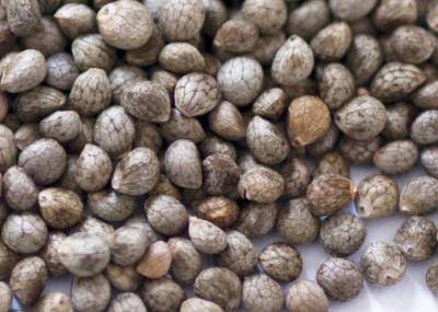 Big Packing Type Gray Perilla Seeds , Organic Agricultural Products For Oil