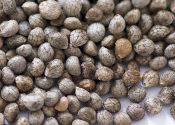 Big Packing Type Gray Perilla Seeds , Organic Agricultural Products For Oil