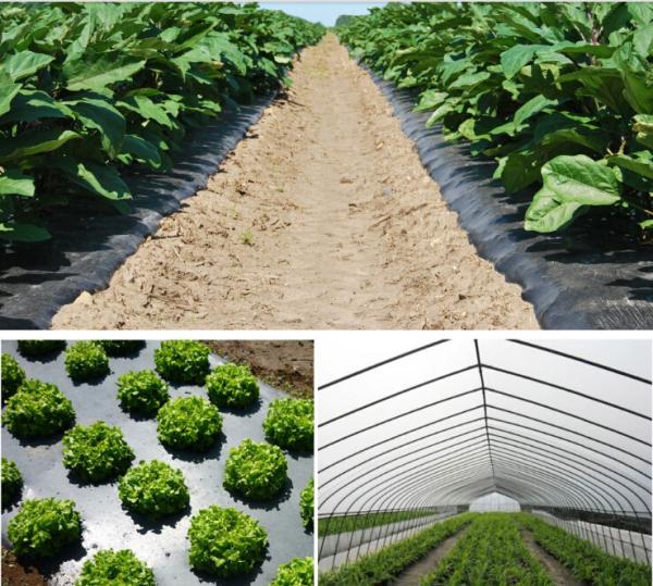 agricultural film, pe film, horticultural mulch film, garden perforated ground film,Mulching films, garden film, pe film