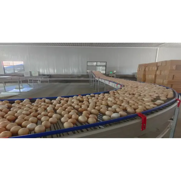 Galvanized Steel H Type Battery Layer Cages with Modular Structure and Automated Feeding for Poultry Farming