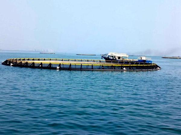 HDPE Pipe Floating Mariculture Circular Fish Cage With Diameter 6m To 90m