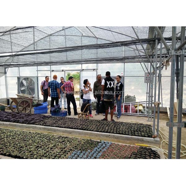 Large Single Layer PE Film Multi-Span Agricultural Greenhouse Metal Frame Cold Frame