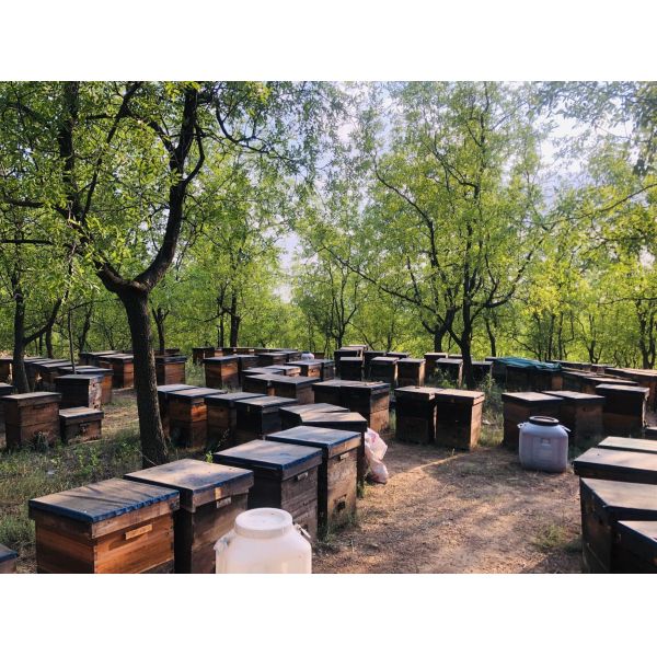 Jujube Sidr Чистый сырой мед Органический натуральный пчелиный мед Темный янтарный цвет