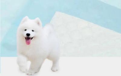 Pet Leak Proof Disposable Puppy Pads Fast Drying Pee Pads For Dogs Pet Training