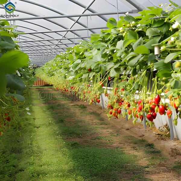 SAINPOLY Hydroponic Strawberry Greenhouse With Planting Systems Easily Assembled