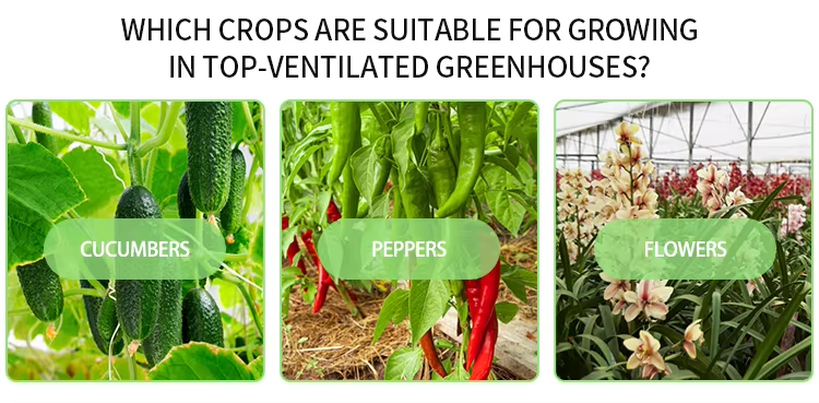 Cheap Good Price Plastic Film Tropical Tunnel House Single-Span Sawtooth Top Vent Greenhouse For Sale