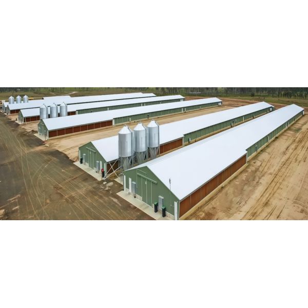 Diseño prefabricado Capa automática de huevo Granja avícola Batería Casita de pollo Muestras de gallinas Estructura de acero Almacén Equipo agrícola Granero de vacas Granero